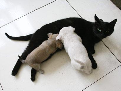 cat-and-pups