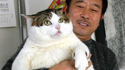 fat-cat-china