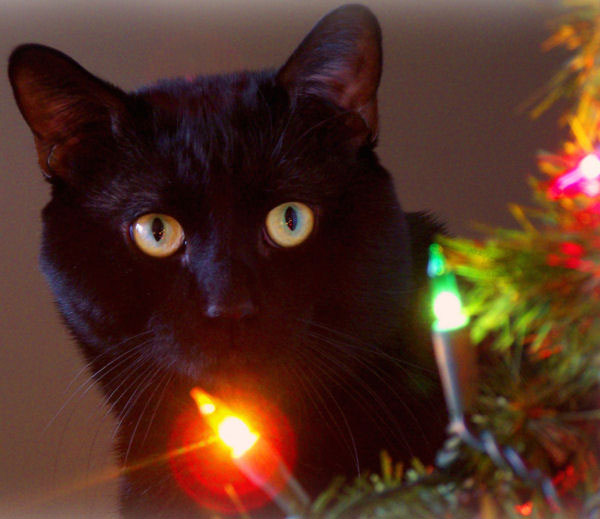 Cats like Christmas too