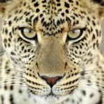 leopard-close-up