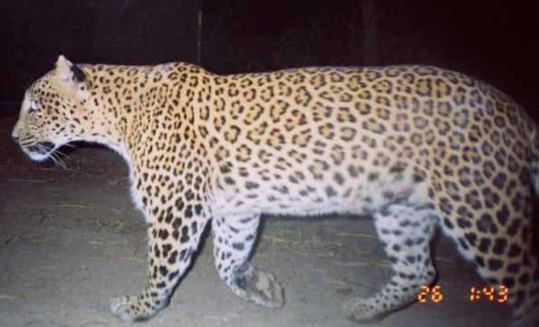 leopard-india-night-camera