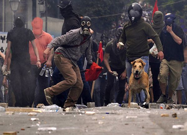 Loukanikos defies the Riot Police