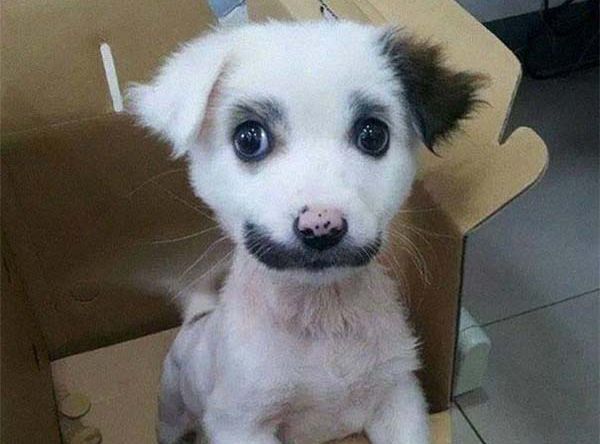 Puppy with moustache for Movember