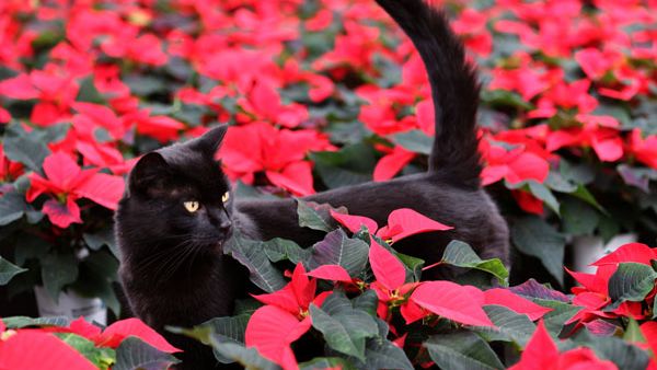 Poinsettia is dangerous to cats