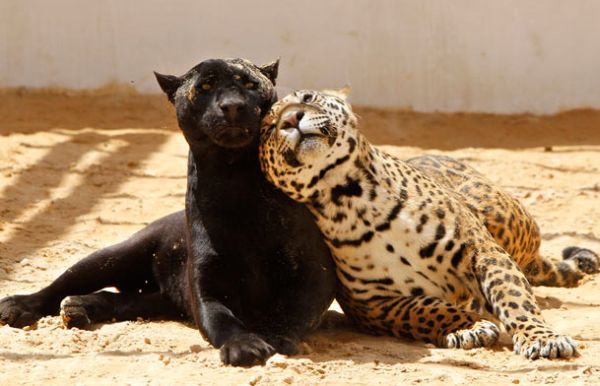 jaguar-pals