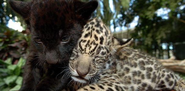 jaguars-cubs