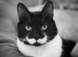 Cat with Moustache for Movember