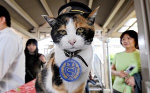 Tama. the Stationmaster Cat