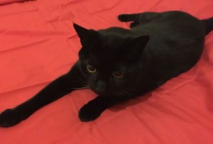Portrait of a Cat on Scarlet