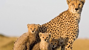 Cheetah Family in danger of becoming fur coats