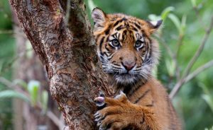 Poor little Sumatran tiger